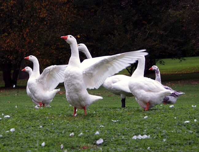 Geese
